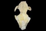 Oreodont (Merycoidodon) Partial Skull - Wyoming #113032-1